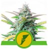 QUICK ONE · Royal Queen Seeds · semi di canapa · AutoFem