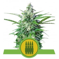 Royal AK Automatic | Autoflowering Samen Royal Queen Seeds