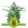 Royal AK Automatic | Sementes Autoflorescentes Royal Queen Seeds