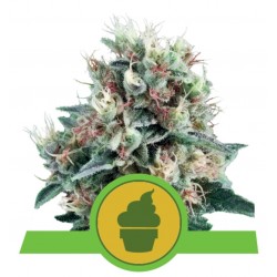 ROYAL CREAMATIC · Royal Queen Seeds · kenevir tohum · Disi · AutoFem
