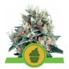 ROYAL CREAMATIC · Royal Queen Seeds · semi di canapa · AutoFem