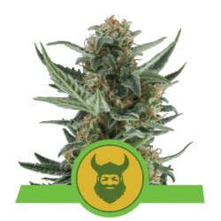 ROYAL DWARF · Royal Queen Seeds · kaufen cannabis samen · AutoFem