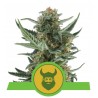 ROYAL DWARF · Royal Queen Seeds · semi di canapa · AutoFem
