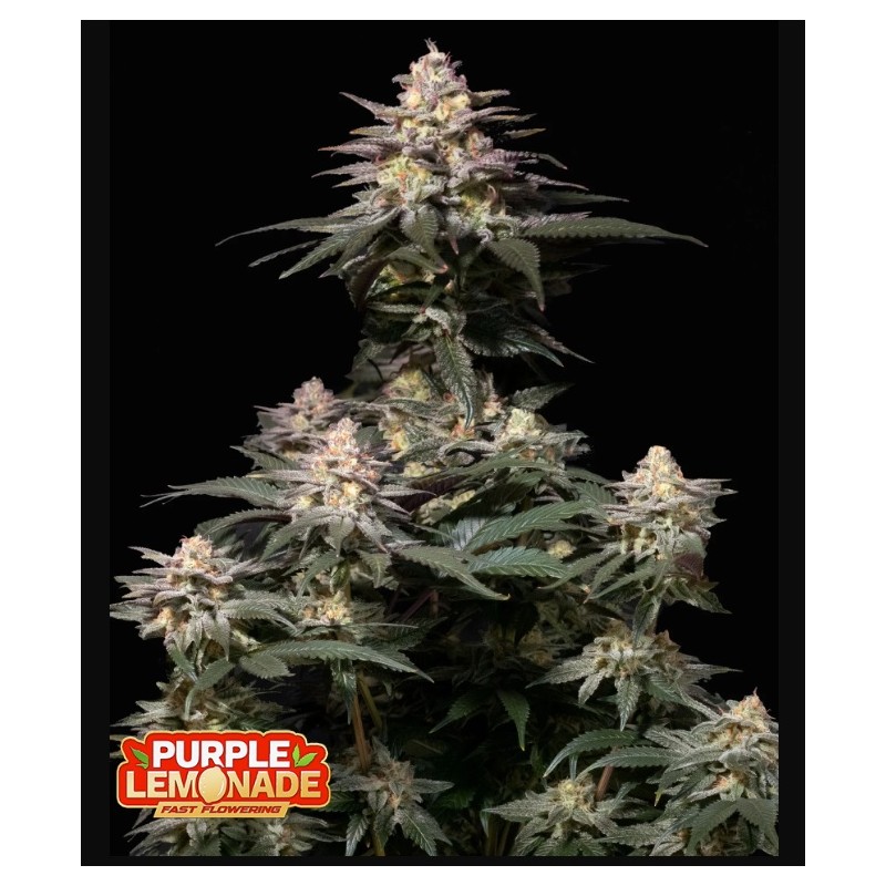 Wedding Cheesecake FF · FastBuds Seeds · semi di canapa · Fem