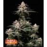 Wedding Cheesecake FF · FastBuds Seeds · semi di canapa · Fem