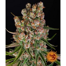 GMO AUTO · Barneys Farm ·...