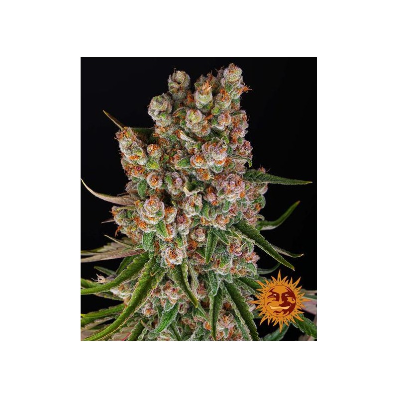 GMO AUTO · Barneys Farm · semi di canapa · AutoFem