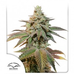 AUTO KEROSENE KRASH · Dutch Passion · semi di canapa · Auto Fem