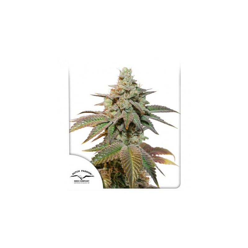 AUTO KEROSENE KRASH · Dutch Passion · sementes de maconha · Auto Fem