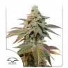 AUTO KEROSENE KRASH · Dutch Passion · cannabis samen · Auto Fem