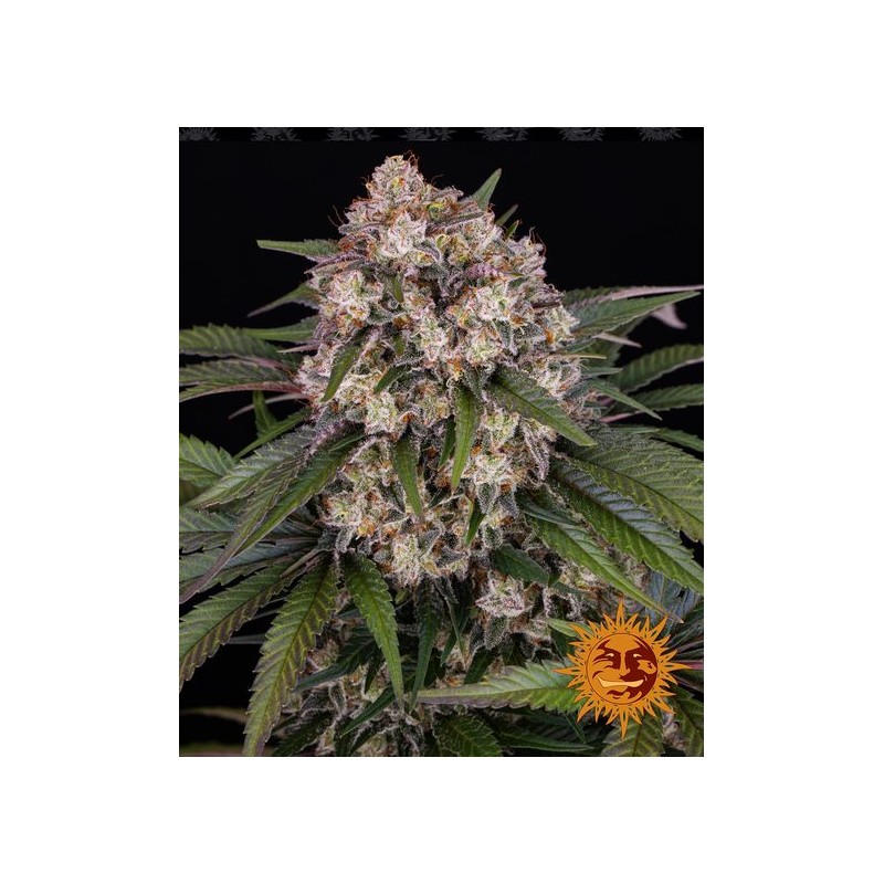 OG KUSH AUTO · Barneys Farm · semi di canapa · AutoFem