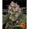 OG KUSH AUTO · Barneys Farm · semi di canapa · AutoFem