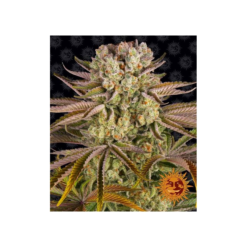 PINEAPPLE EXPRESS · Barneys Farm · sementes de maconha · AutoFem
