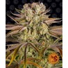 PINEAPPLE EXPRESS · Barneys Farm · sementes de maconha · AutoFem