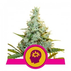 AMG · Royal Queen Seeds · sementes de maconha · Fem