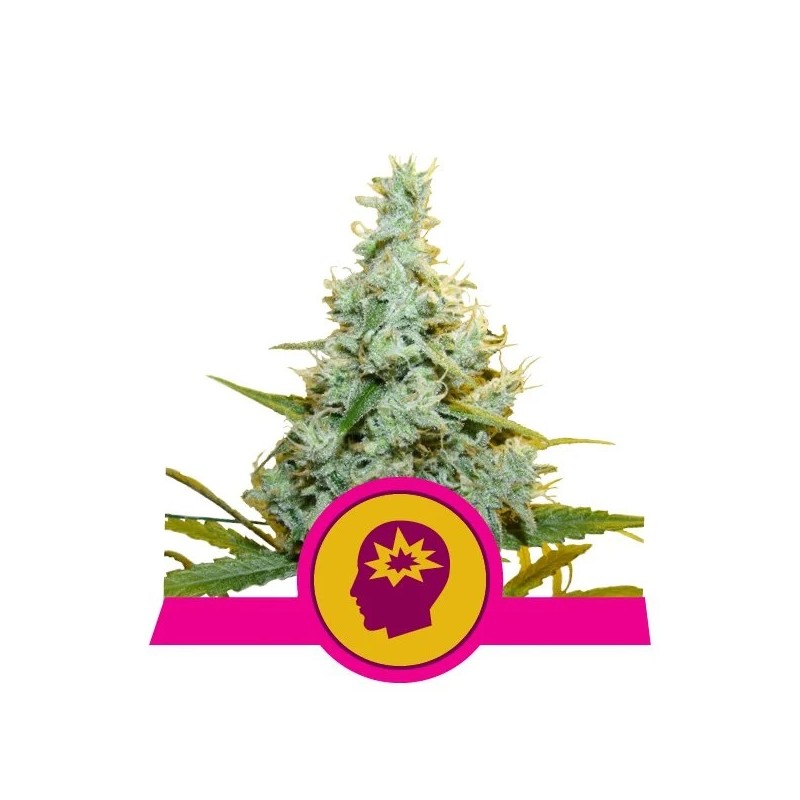 AMG · Royal Queen Seeds · sementes de maconha · Fem