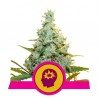 AMG  · Royal Queen Seeds · cannabis samen · Fem