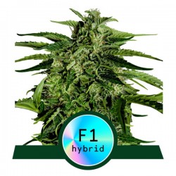 APOLLO F1 · Royal Queen Seeds · semi di canapa indiana · AutoFem