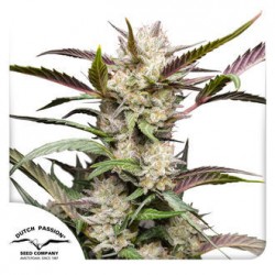 AUTO MIMOSA PUNCH · Dutch Passion · kenevir tohum · Disi · Auto Fem