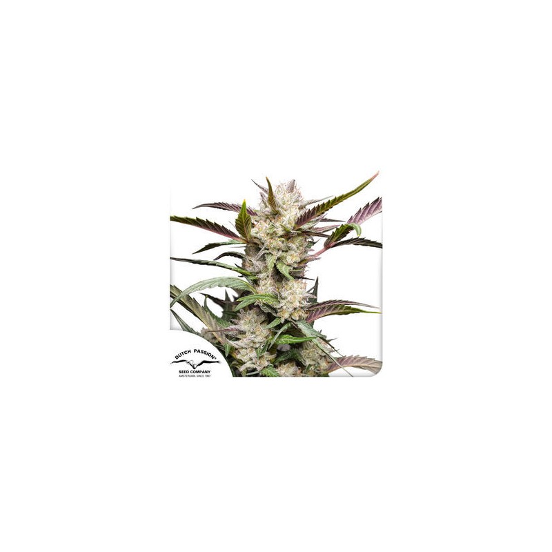 AUTO MIMOSA PUNCH · Dutch Passion · sementes de maconha · Auto Fem