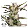 AUTO MIMOSA PUNCH · Dutch Passion · kenevir tohum · Disi · Auto Fem