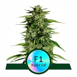 MEDUSA F1 ·  Royal Queen Seeds · kenevir tohum · Disi · AutoFem