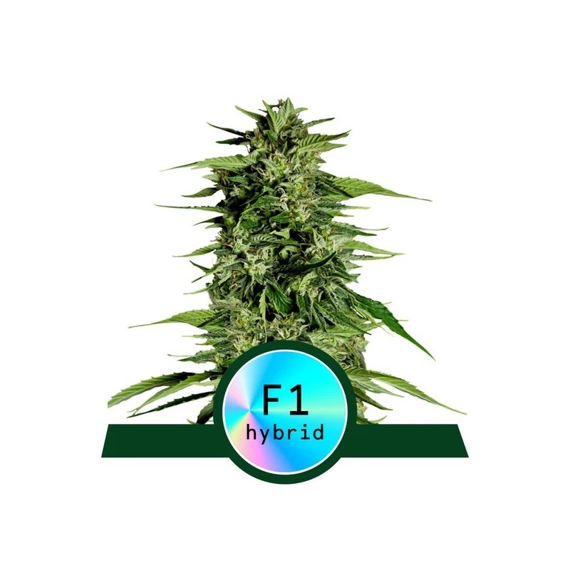 MEDUSA F1 · Royal Queen Seeds · cannabis seeds · AutoFem