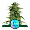 MEDUSA F1 · Royal Queen Seeds · kaufen cannabis samen · AutoFem