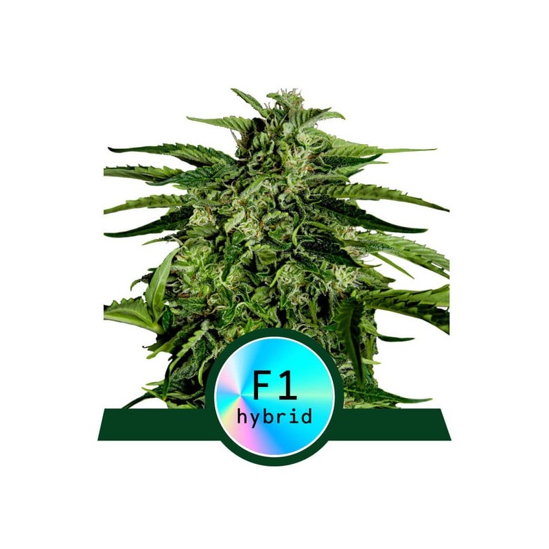 ORION F1 · Royal Queen Seeds · cannabis seeds · AutoFem