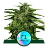 ORION F1 · Royal Queen Seeds · sementes de maconha · AutoFem