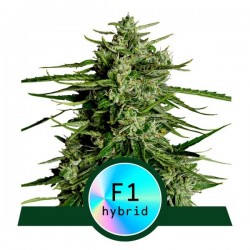 TITAN F1· Royal Queen Seeds · kaufen cannabis samen · AutoFem