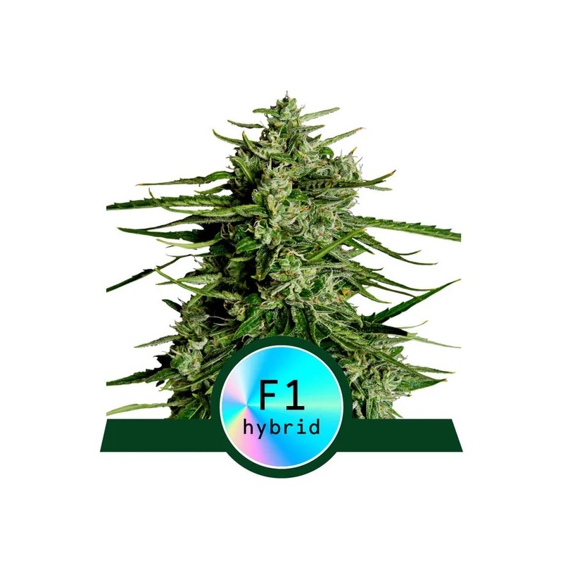 TITAN F1· Royal Queen Seeds · kaufen cannabis samen · AutoFem