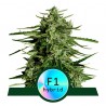 TITAN F1: Semi Autofiorenti Royal Queen Seeds Potenti