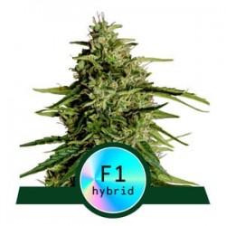 MILKY WAY F1· Royal Queen Seeds · kaufen cannabis samen · AutoFem