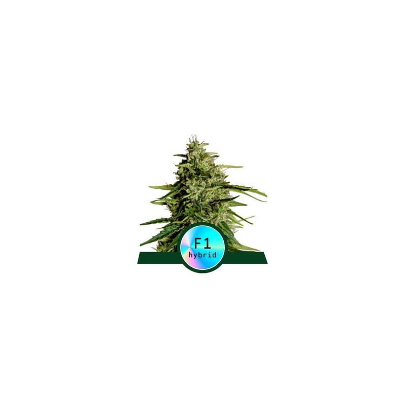 MILKY WAY F1 · Royal Queen Seeds · sementes de maconha · AutoFem