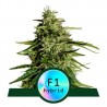 MILKY WAY F1 · Royal Queen Seeds · semi di canapa indiana · AutoFem