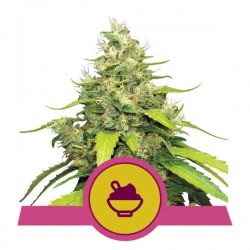 BLUE GELATO · Royal Queen Seeds · cannabis samen · Fem