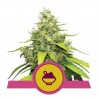 BLUE GELATO · Royal Queen Seeds · semi di canapa indiana · Fem