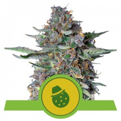 DO-SI-DOS AUTO · Royal Queen Seeds · cannabis seeds · AutoFem