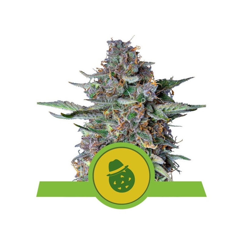 DO-SI-DOS AUTO · Royal Queen Seeds · kaufen cannabis samen · AutoFem