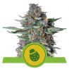 DO-SI-DOS AUTO · Royal Queen Seeds · semi di canapa indiana · AutoFem