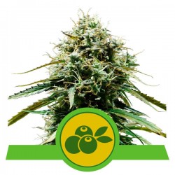 HAZE BERRY AUTOMATIC · Royal Queen Seeds · kenevir tohum · Disi · AutoFem