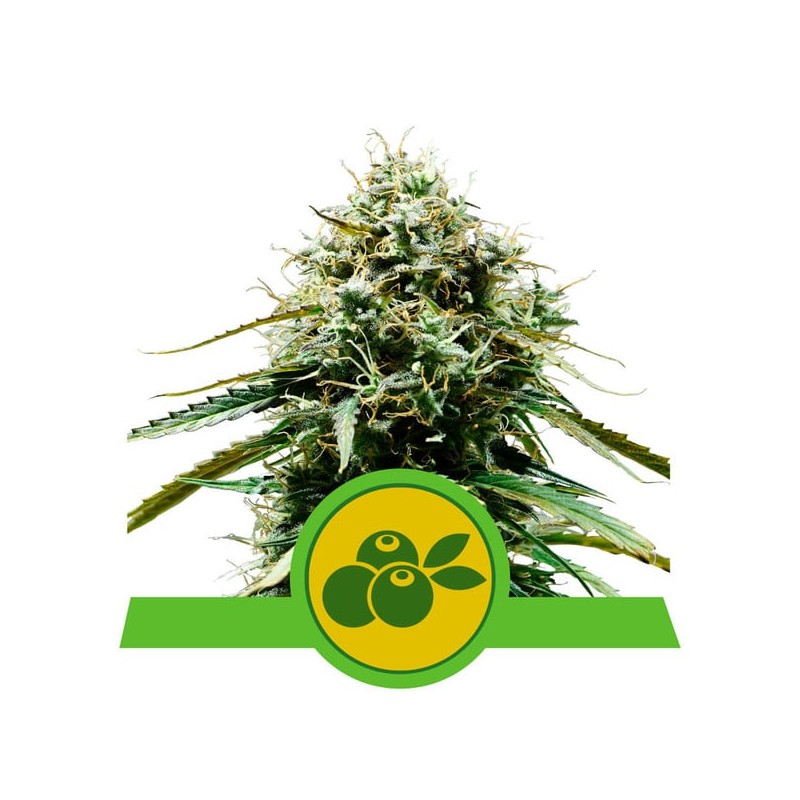 HAZE BERRY AUTOMATIC · Royal Queen Seeds · kaufen cannabis samen · AutoFem
