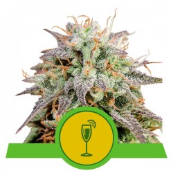 MIMOSA AUTO · Royal Queen Seeds · kaufen cannabis samen · AutoFem
