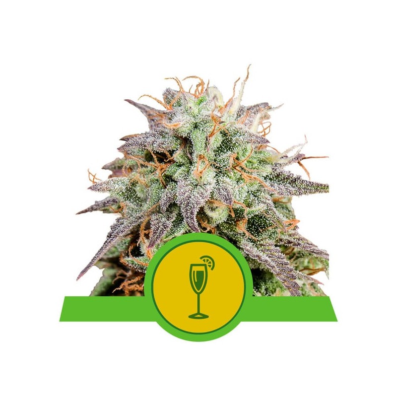 MIMOSA AUTO · Royal Queen Seeds · kenevir tohum · Disi · AutoFem