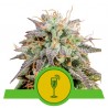 MIMOSA AUTO · Royal Queen Seeds · sementes de maconha · AutoFem