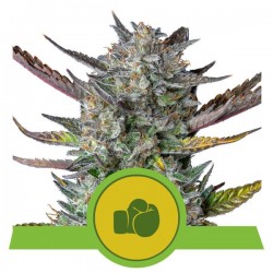 PURPLE PUNCH AUTO · Royal Queen Seeds · sementes de maconha · AutoFem