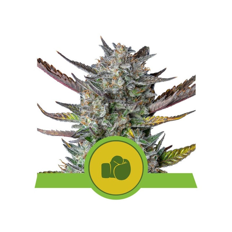 PURPLE PUNCH AUTO · Royal Queen Seeds · semi di canapa indiana · AutoFem