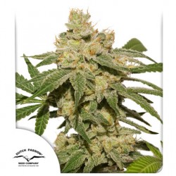 AUTO OH MY GUSHER · Dutch Passion · kaufen cannabis samen · Auto Fem