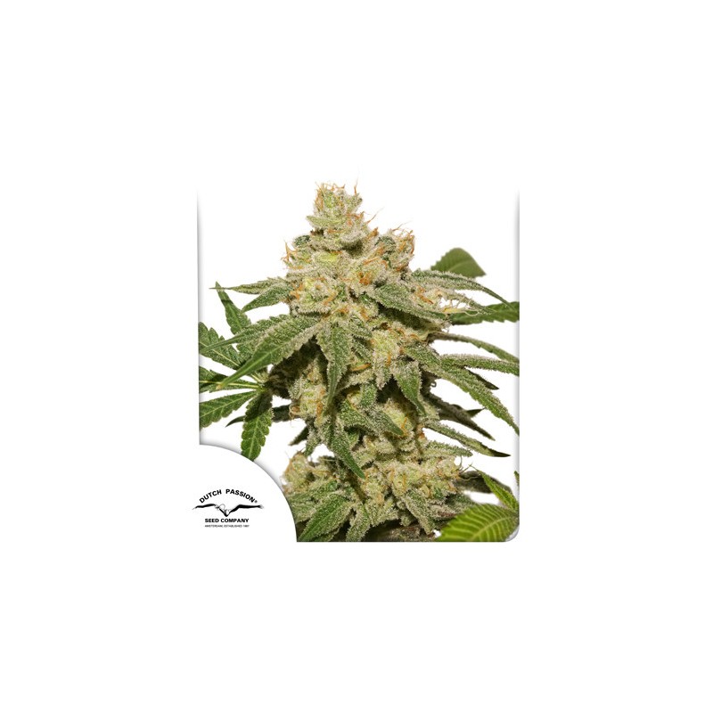 AUTO OH MY GUSHER · Dutch Passion · sementes de maconha · Auto Fem